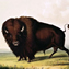 George Catlin.Bisontes