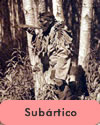 Subártico. Area  Cultural de Norteamérica
