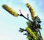 Mesquite