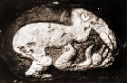 Hombre pájaro