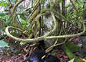 Ayahuasca
