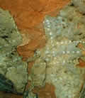 Petroglifo 2