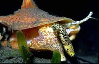 Botuto (Strombus gigas)