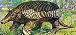 Armadillo